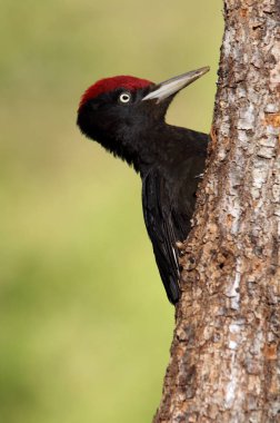 Siyah ağaçkakan erkek , Dryocopus martius