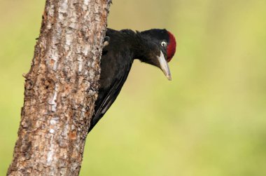 Siyah ağaçkakan erkek , Dryocopus martius