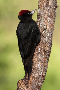 Siyah ağaçkakan erkek , Dryocopus martius