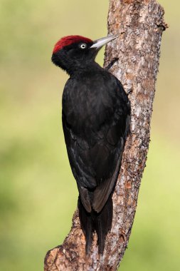 Male of Black woodpecker, Dryocopus martius clipart