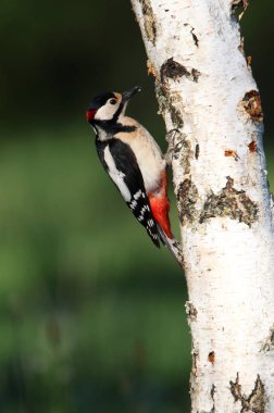 Büyük benekli ağaçkakan, Dendrocopos Major