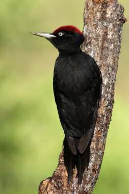 Siyah ağaçkakan erkek , Dryocopus martius