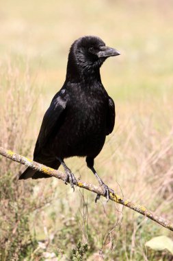 leş kargası, corvus corone