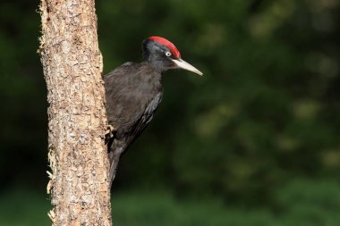 Male of Black woodpecker, Dryocopus martius clipart