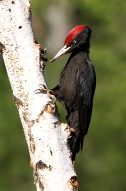Siyah ağaçkakan erkek , Dryocopus martius
