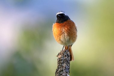 Erkek Ortak redstart, Fenikefebü