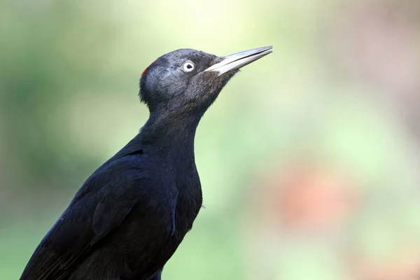 Donna Picchio Nero Dryocopus Martius — Foto Stock