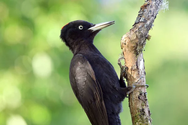 Weibchen Des Schwarzspechts Dryocopus Martius — Stockfoto