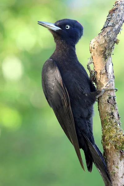 ブラックキツツキのメス ドライコパス マルティウス — ストック写真