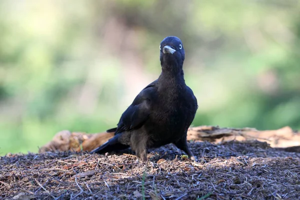 Mujer Pájaro Carpintero Negro Dryocopus Martius —  Fotos de Stock