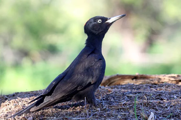 Weibchen Des Schwarzspechts Dryocopus Martius — Stockfoto