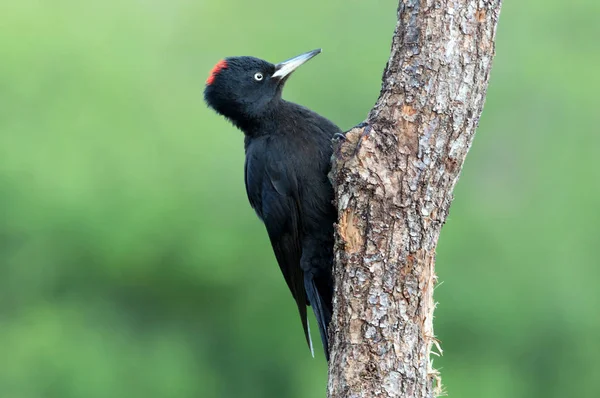 Donna Picchio Nero Dryocopus Martius — Foto Stock