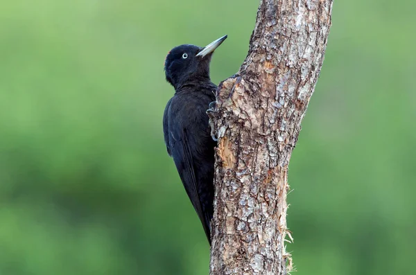 Donna Picchio Nero Dryocopus Martius — Foto Stock