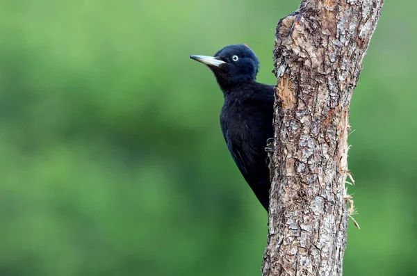 Donna Picchio Nero Dryocopus Martius — Foto Stock