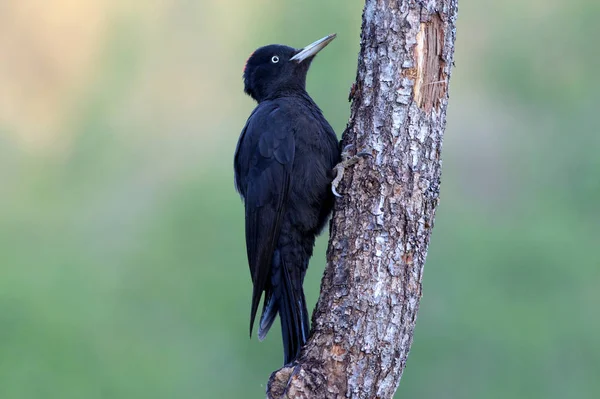 Weibchen Des Schwarzspechts Dryocopus Martius — Stockfoto