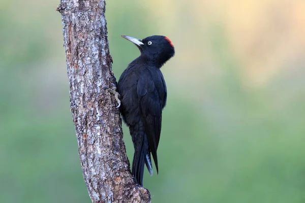 Female Black Woodpecker Dryocopus Martius — Stock Photo, Image