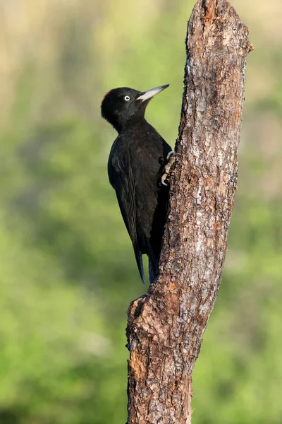 Donna Picchio Nero Dryocopus Martius — Foto Stock