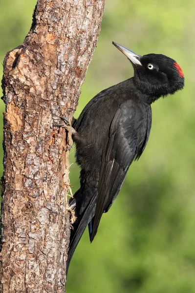 Female Black Woodpecker Dryocopus Martius — Stock Photo, Image