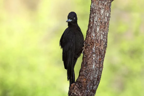 Самка Чёрного Дяди Dryocopus Martius — стоковое фото