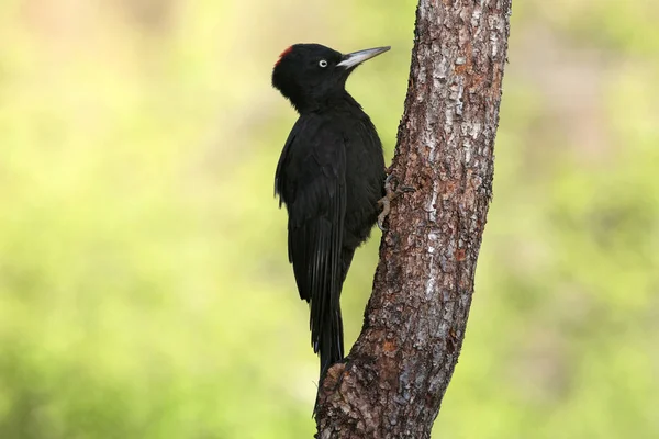 Female Black Woodpecker Dryocopus Martius — Stock Photo, Image