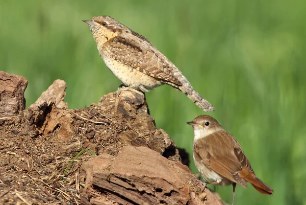 Eurasischer Ringelschwanz Jynx Torquilla — Stockfoto