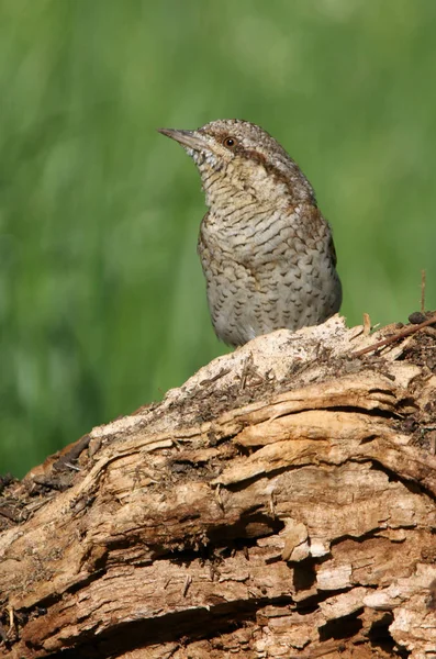 Avrasya wryneck (Jynx torquilla)