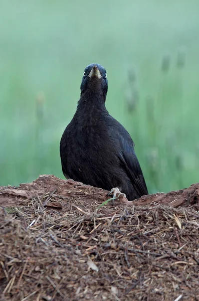 Mujer Pájaro Carpintero Negro Dryocopus Martius —  Fotos de Stock