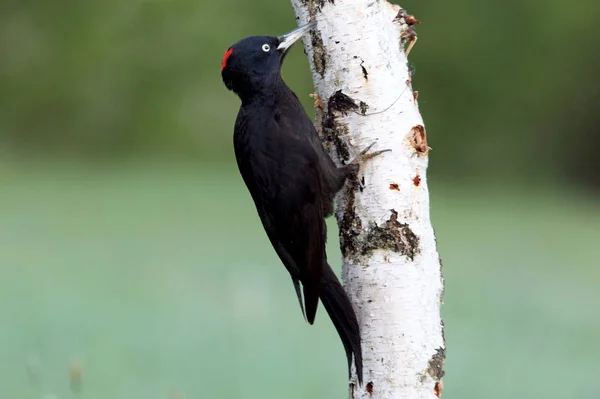 Donna Picchio Nero Dryocopus Martius — Foto Stock