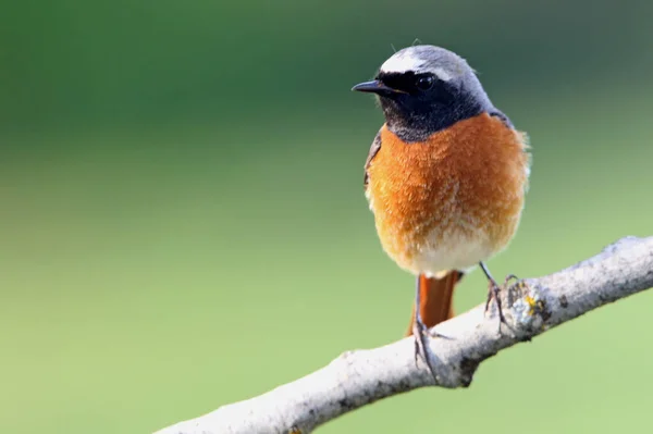 Samiec Pospolity Phoenicurus Phoenicurus — Zdjęcie stockowe