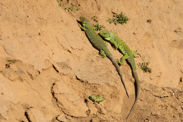 Lagarto Ovelado Timon Lepidus —  Fotos de Stock