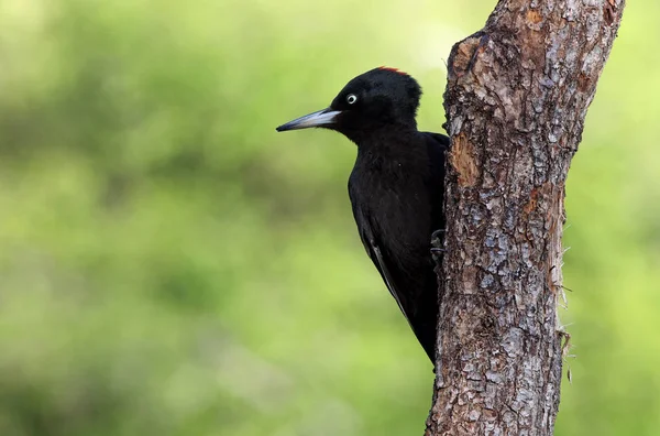 Female Black Woodpecker Dryocopus Martius — Stock Photo, Image