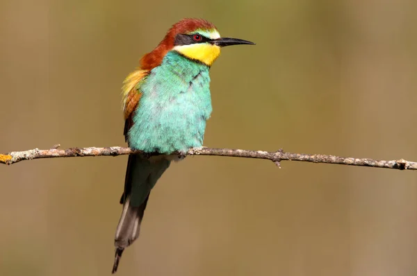 Mangeur Abeilles Européennes Merops Apiaster — Photo