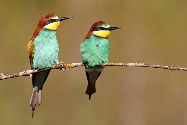 Бджолоїдка Звичайна Merops Apiaster — стокове фото