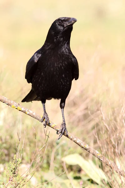 Carrion Crow Corvus Corone — Zdjęcie stockowe