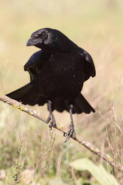 Ворона Чорна Corvus Короне — Stock Fotó
