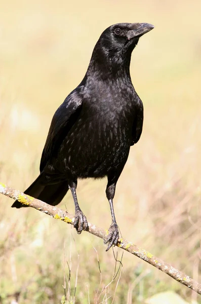 Vrána Corvus Corone — Stock fotografie