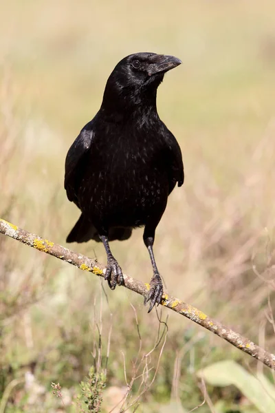 Vrána Corvus Corone — Stock fotografie