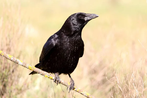 Corvo Carogna Corvus Corone — Foto Stock