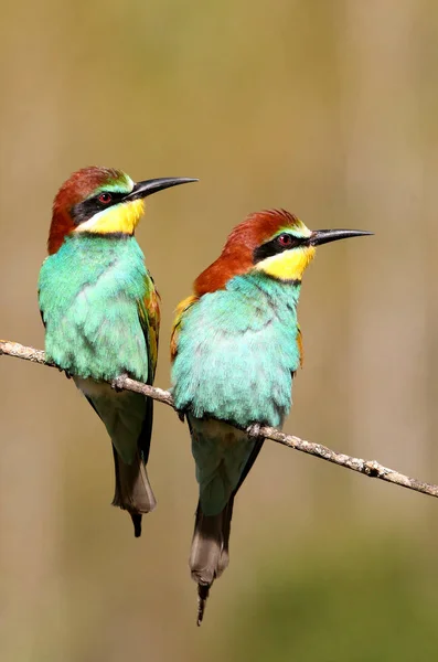 Бджолоїдка Звичайна Merops Apiaster — стокове фото