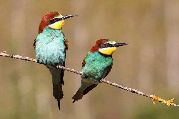 Comedor Abelhas Europeu Merops Apiaster — Fotografia de Stock