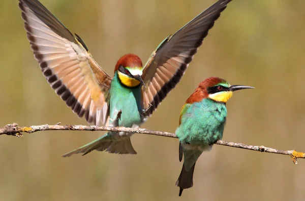 Avrupalı Arı yiyici, Merops apiaster