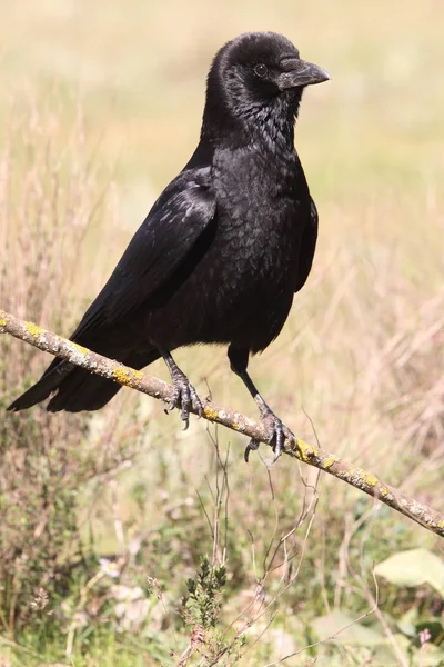 Ворона Чорна Corvus Короне — Stock Fotó