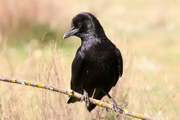 Ворона Чорна Corvus Короне — Stock Fotó