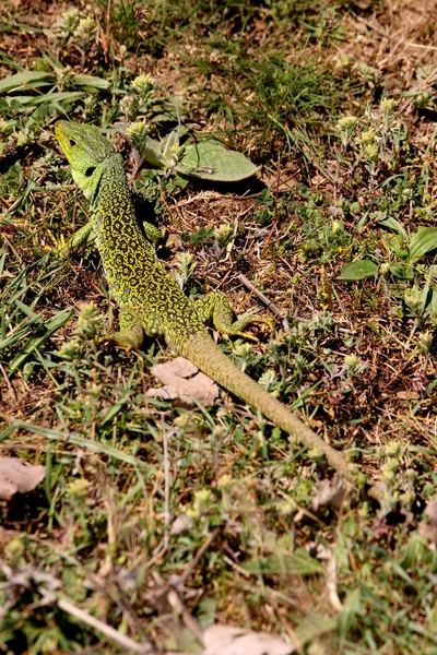 Lagarto Ovelado Timon Lepidus —  Fotos de Stock