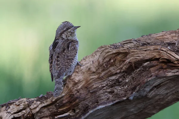 Wryneck Jynx Torquilla — Stockfoto