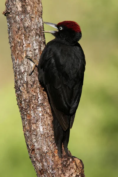 Male Black Woodpecker Dryocopus Martius — Stock Photo, Image