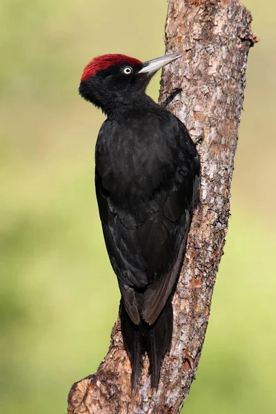 Male Black Woodpecker Dryocopus Martius — Stock Photo, Image