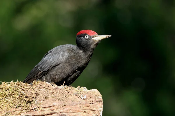 Maschio Picchio Nero Dryocopus Martius — Foto Stock