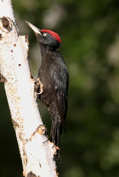 Maschio Picchio Nero Dryocopus Martius — Foto Stock