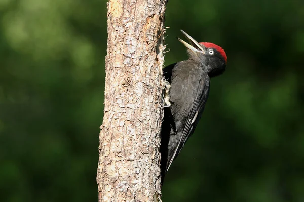 Male Black Woodpecker Dryocopus Martius — Stock Photo, Image